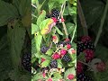 LETS GO PICK BLACKBERRIES…COBBLERS are COMING SOON…