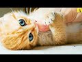 8 HOURS of Healing Cats Music 😽 Cat Sleep Music, Anti Anxiety For Cats, Smoothing Relaxation