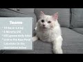How to Raw Feed your Cat (Complete Nutrition Guide) | The Cat Butler