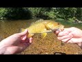 Creek Fishing w/ REBEL LURE KIT (CHALLENGE) BIG FISH!