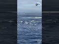 Massive dolphin stampede dazzles whale watchers
