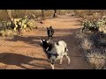 2023-12-17 Walking Goats in the Desert.