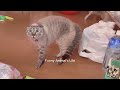 You Laugh You Lose 😍 Funniest Cats and Dogs 2024 😸🐶.#cutecatdog #funniestcats #funniestdogs part 10