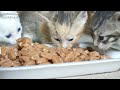 The Mother Cat is Worried because she gave birth to 4 kittens in a cardboard box. Kitten Rescue