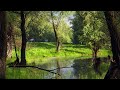 Calm and Relaxing Music - Deep in the Forest