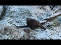 Musvågen i sne og frost. //Buzzard// in snow and frost //musvåge// rovfugl //Dansk naturfilm//