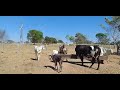 Mostrado   todos animais da fazenda  .