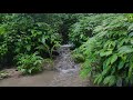 Gentle Sound of Water Stream in the Forest | Relaxing White Noise Water Sounds for Sleep, Relaxation