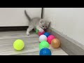 You Laugh You Lose 🤣 Funniest Cats and Dogs 2023 😸🐶 Part 18