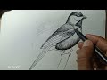 How to Draw a Bird Pen Sketch Drawing Techniques for Beginners