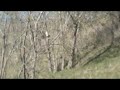 Red-tailed Hawk gliding and landing in a tree