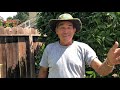 How to Prune a Lime Tree - Vargas Landscaping Presents