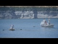 Dry Fly Fishing for Carp on Bighorn Lake