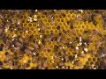 Sounds from Inside the Bee Hive, Healthy Honey Bee Sounds, ASMR, the brood frame, healthy resonance.