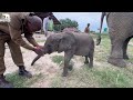The Amazing Moment Baby Elephant Orphan, Phabeni Meets Lundi and Suckles From Her