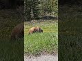 WATCH THIS BEAUTIFUL WILD GRIZZLY BEAR WE SAW IN CANADA! 🐻❤️ #grizzlybear #wildbear #bear #Canada