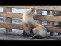 Sea lion flexibility demonstration 🙃