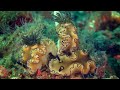 Close Encounter With The Critters of Lembeh Strait