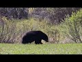 LOOK AT THIS BEAUTIFUL WILD BLACK BEAR WE SAW BY THE ROADSIDE IN CANADA! 🐻❤️ #blackbear #bear