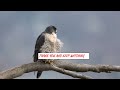 The Amazing Hunting Skills Of PEREGRINE FALCONS: A Wild And Mesmerizing Video.#birds #facts#youtube