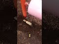 Ferret digging in the ground