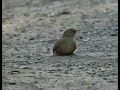 Cutest tiny Wren dust bathing