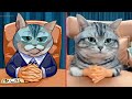 1 Hour Of Funniest Animals 😅 New Funny Cats and Dogs Videos 2024😸🐶 Cat Memes
