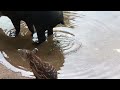 ASMR | Tapir Pooping