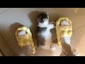 You Laugh You Lose 😂Videos of funny cats and kittens for a good mood!