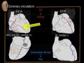 Coronary circulation of the heart