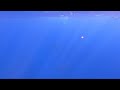 Moorea 2022-curious humpback whale calf