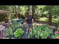 Tour of My Greenhouse & Transplanting