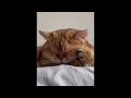 😂 Funniest Cats and Dogs Videos 😺🐶 || 🥰😹 Hilarious Animal Compilation №417