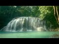 Relaxing Forest Sounds - Birds, river, wind and waterfalls to chill you out. 1HOUR OF FOREST SOUNDS