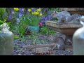 Birds for Cats to Watch 😸 Birds & Squirrels for Dogs to Watch 🕊️ Bird Videos & Cat Games