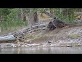 The Grizzly King | Giant Grizzlies fighting in Yellowstone National Park 4K