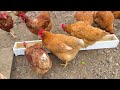 How to Build Chicken Feeder that Can FEED A lot of Chickens |   Easy Chicken DIY