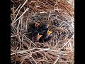 Sooty chat trying birds I do not know which baby to feed#bird #baby