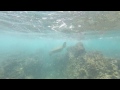 Green Sea Turtle - Maui (Wailea), Hawaii - Polo Beach - Go Pro 1080p