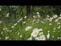 Cheval de prairie au Domaine de Careil en Bretagne - Court métrage animalier - Nikon Z9