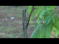 GRAFTING PEACH, PLUM, APRICOT, CITRUS | Using INVERTED T-BUDDING | GRAFTING FRUIT TREES