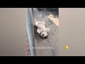 New Funny Animals 2023 😱 Funniest Cats and Dogs 😻😹 Part41