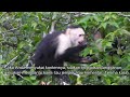 Am Dschungel-Rand: Kapuzineraffen u. Tukane - On the jungle-edge: capuchin monkeys and toucans