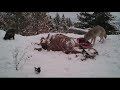 Golden Eagles vs. Coyotes: Episode 1, Bitterroot Valley Winter Eagle Project Series