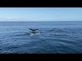 Humpbacked whales in Santa Barbara Channel, October 1, 2023