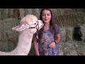 Alpaca Care