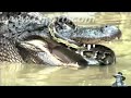 Python vs Alligator  01 -- Real Fight -- Python attacks Alligator