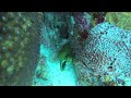 Monster Green Moray! 7.18.24