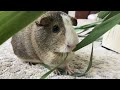 (Piggy Vlog) Farm to Guinea Pigs' Table: Lettuce and Reed! 20240724 EP123