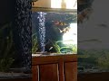 Clown Loaches 3